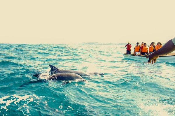043545dolphin-trip