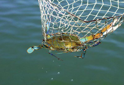 110_trippics_crab4