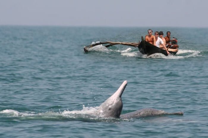 dolphin